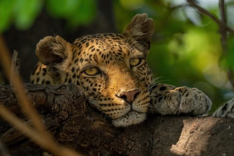 Leopard in a tree at Okavango Delta in Botswana