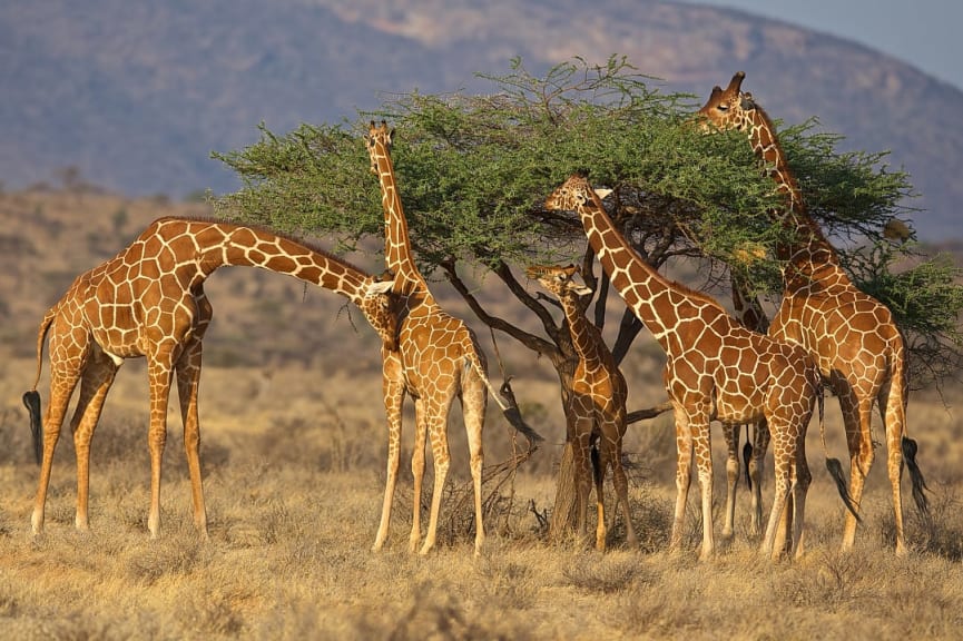 Giraffes in Samburu National Reserve, Kenya