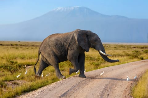 Elephant in Amboseli National Park with Mount of Kilimanjaro in the background, Kenya