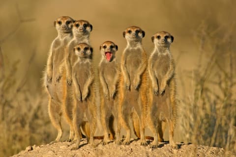 Meerkat family in the South Africa's Kalahari Desert