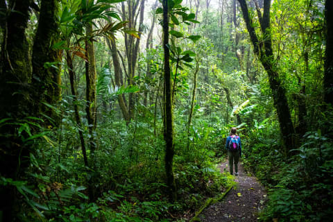 Hiking in Monteverde Cloud Forest in Costa Rica